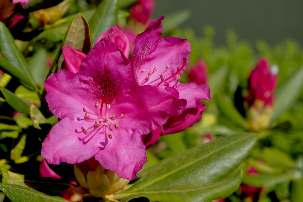 Rododendra ziedi Rododendra ziedi