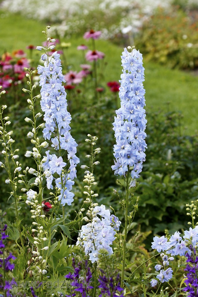 Dārza delfīnijas (Delphinium cultorum)