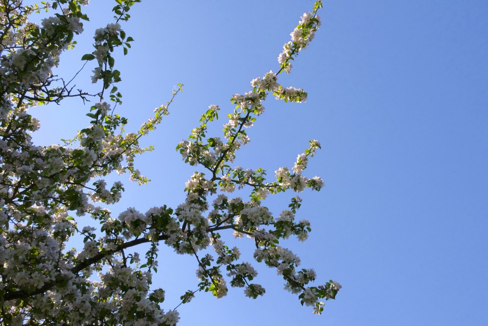 Blooming Apple Tree