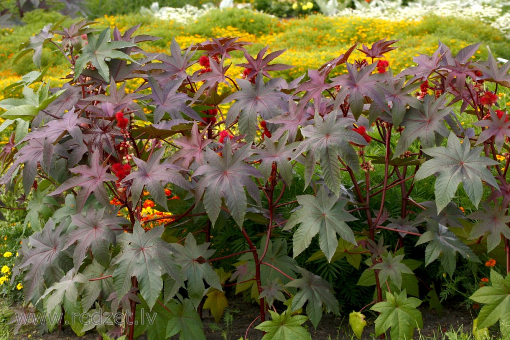 Eranda (Rīcina augs), (Ricinus communis)