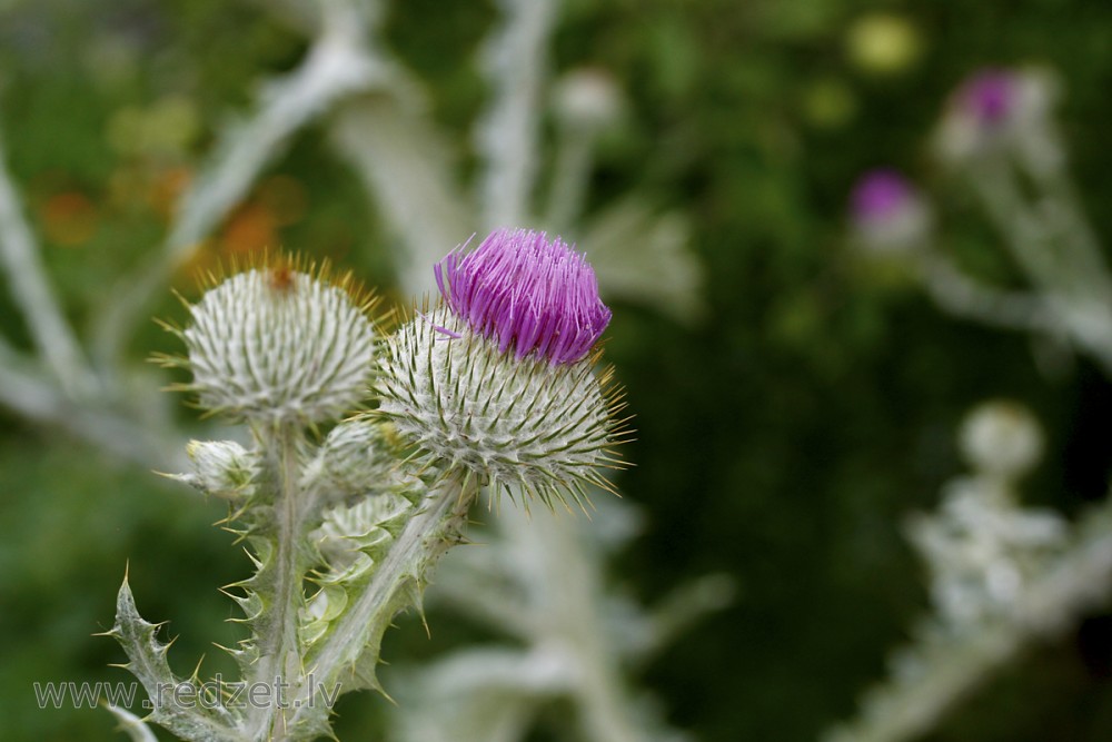 Dadži (Cirsium)