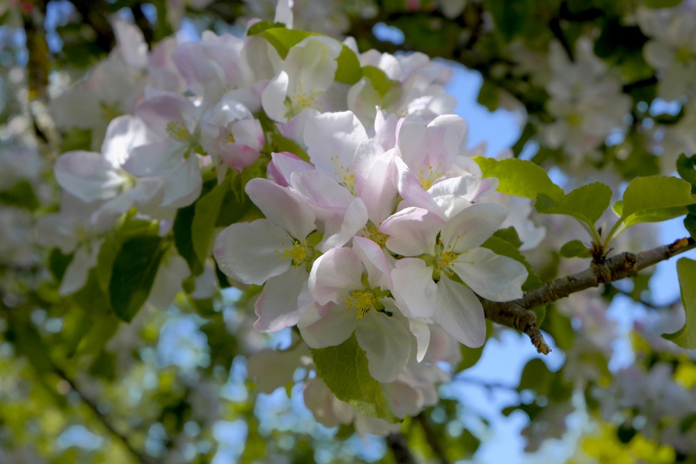 Apple blossoms close-up