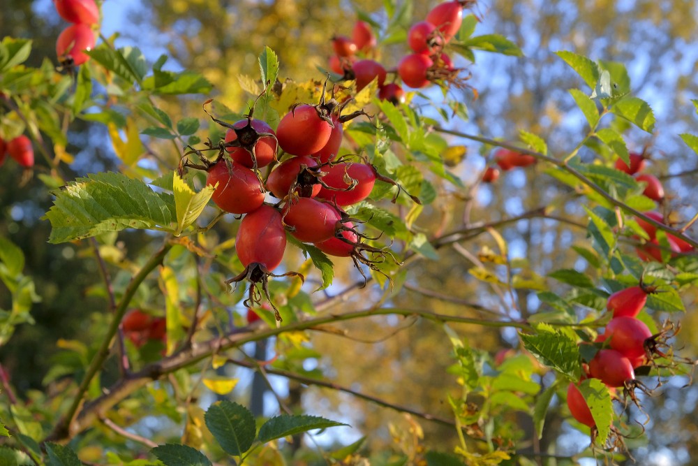 Mežrozīšu augļi Mežrozīšu augļi