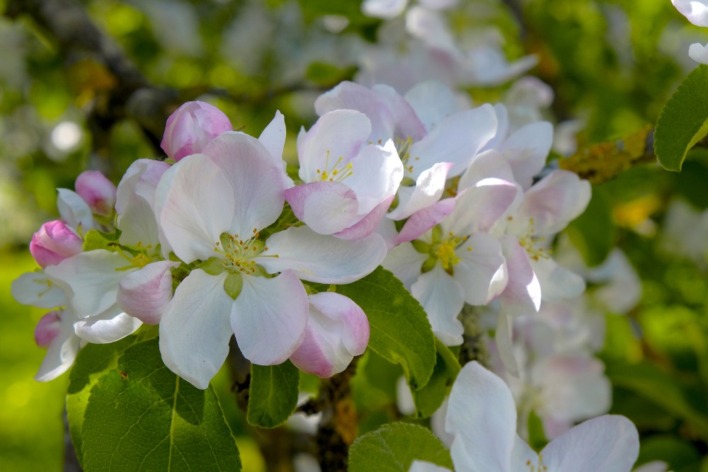 Apple blossoms close-up