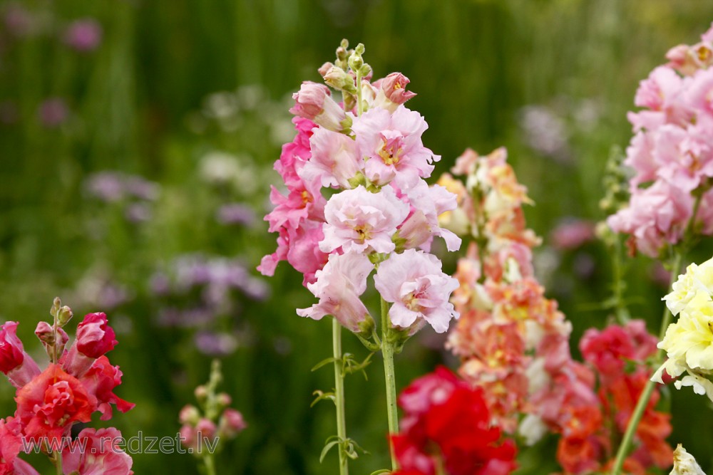 Lauvmutītes  (Antirrhinum majus) 