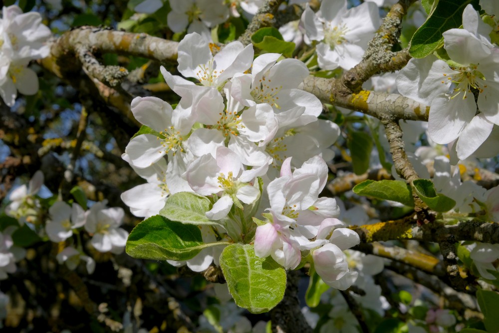 Apple blossoms