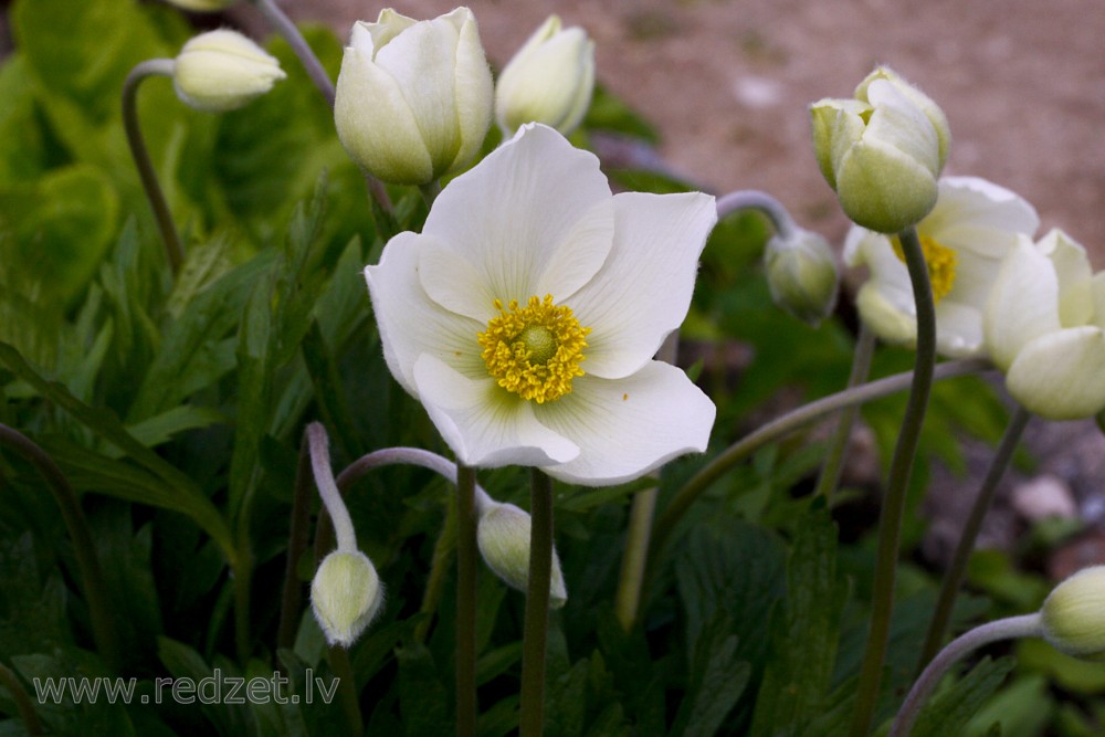 Meža vizbulis (arī Daugavas vizbulis jeb Daugavas anemone)