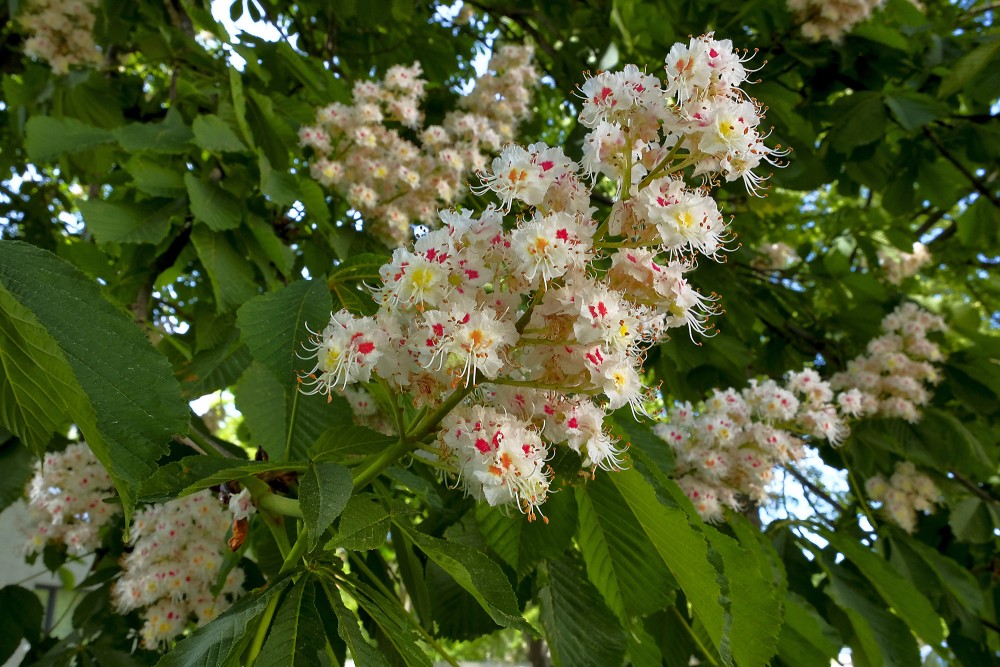 Horse-chestnut Flowers