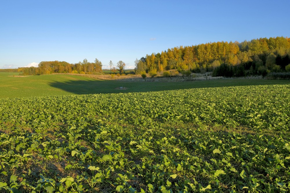 Ziemas rapša lauks rudenī