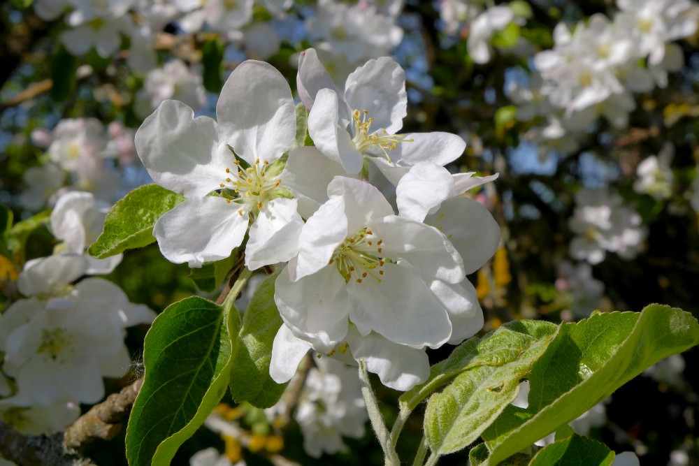 Apple blossom