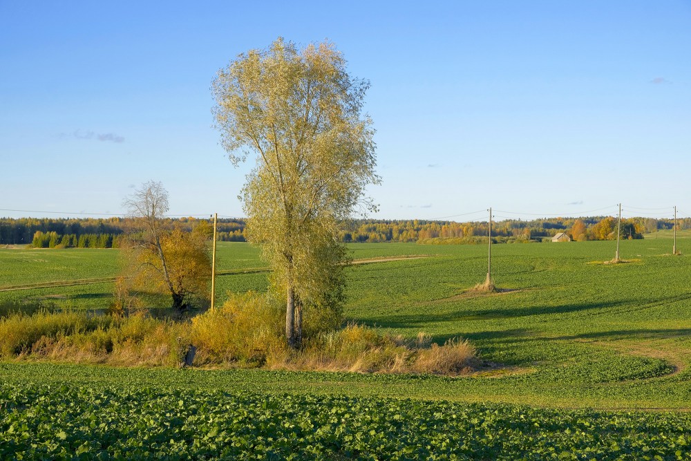 Winter Rape, Autumn Landscape