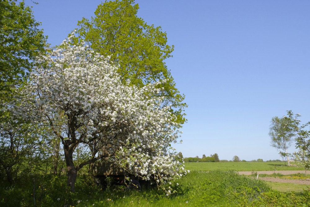 Landscape with a blooming apple tree