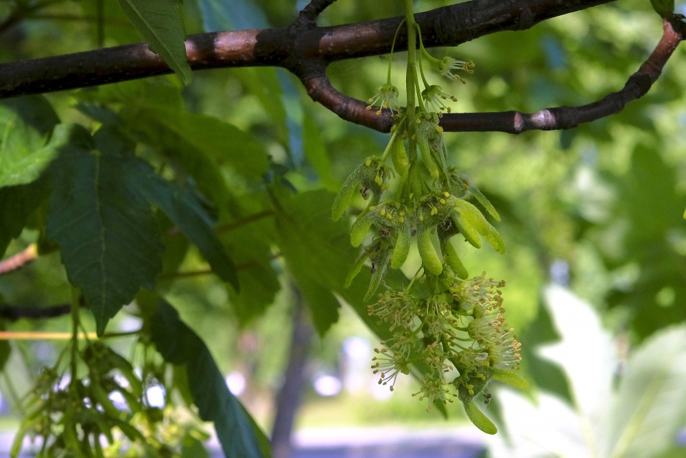 Kalnu kļavas auglis - kails, saaudzis dvīņspārnulis