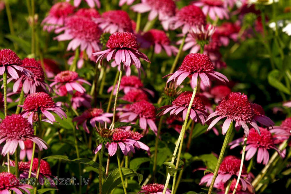 Purple coneflower