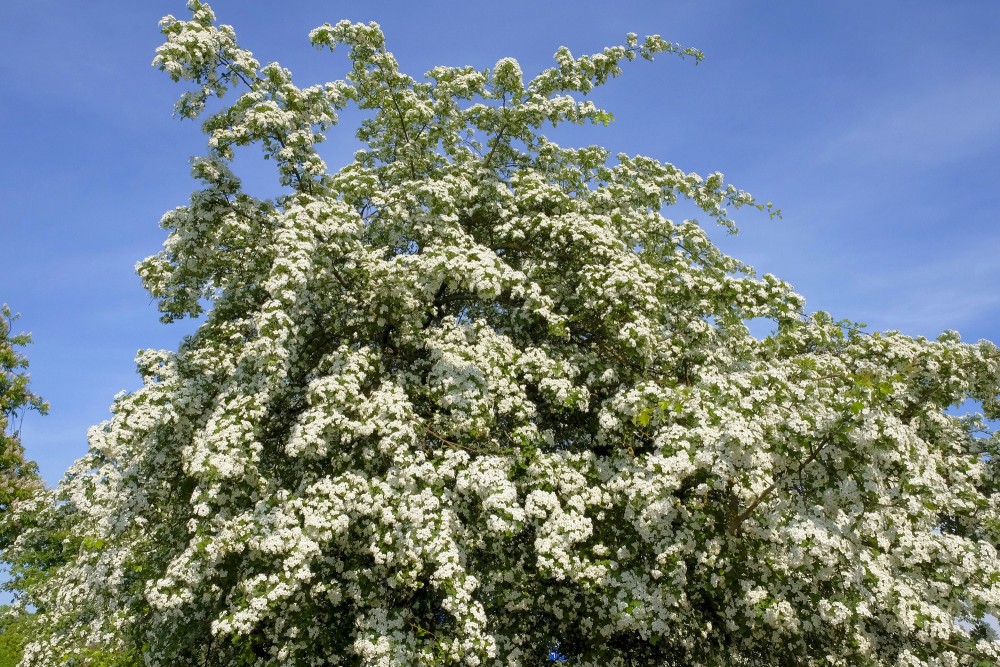 Ziedoša divirbuļu vilkābele