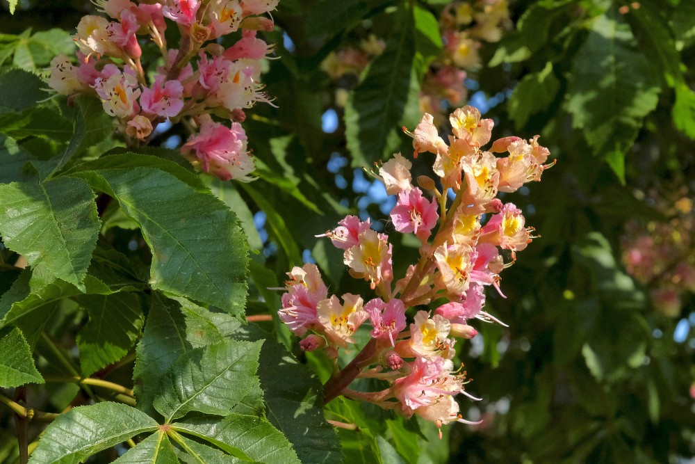 Red Horse-chestnu ‘Briotii’