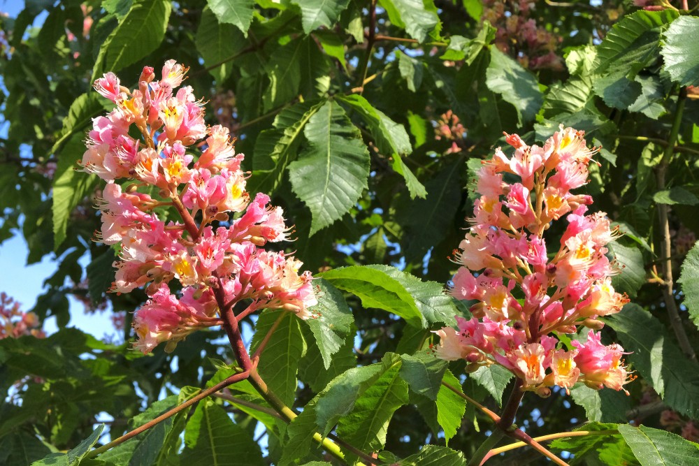 Red Horse-chestnu Flowers