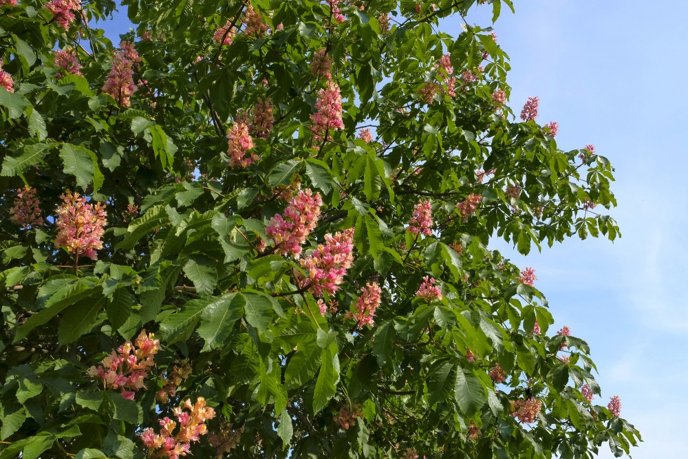 Sārtā zirgkastaņa (Aesculus x carnea ‘Briotii’) Sārtā zirgkastaņa (Aesculus x carnea ‘Briotii’)