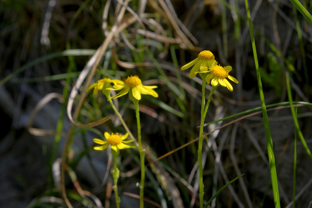 Senecio