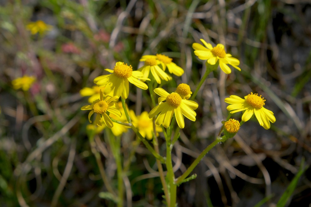 Krustaines (Senecio) Krustaines (Senecio)
