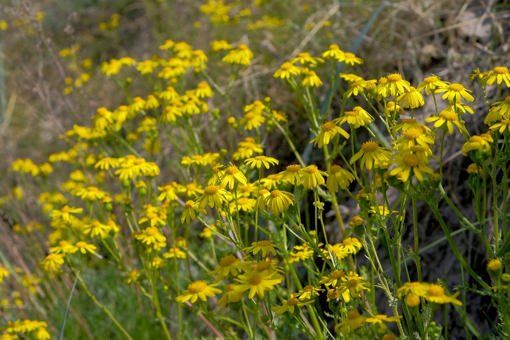 Senecio