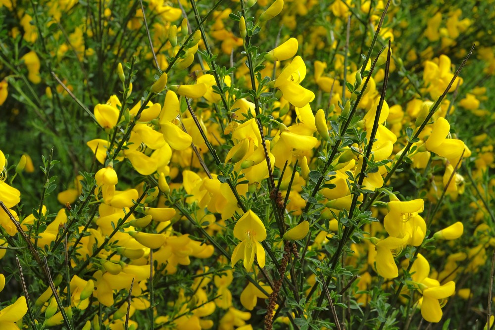 Close up of Scotch broom