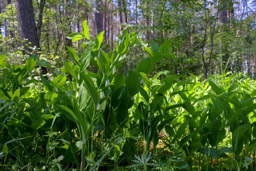 Scented Solomon's Seal