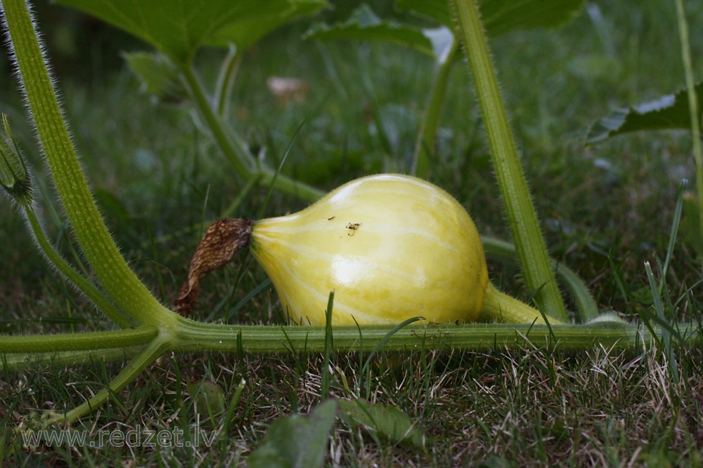 Pumpkin (Cucurbita pepo)