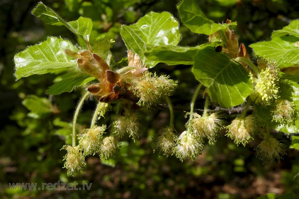 Common Beech Male Flowers