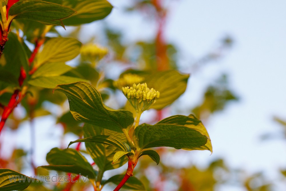 Baltais grimonis (Swida alba)