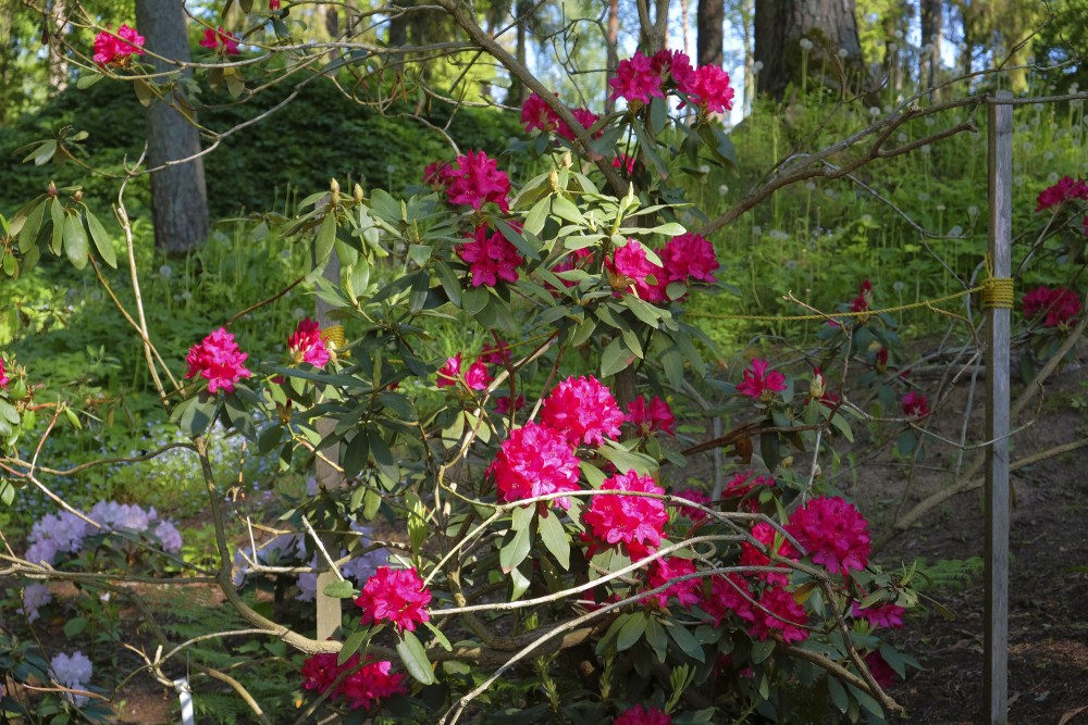 Rododendri Priekuļu Saules parkā