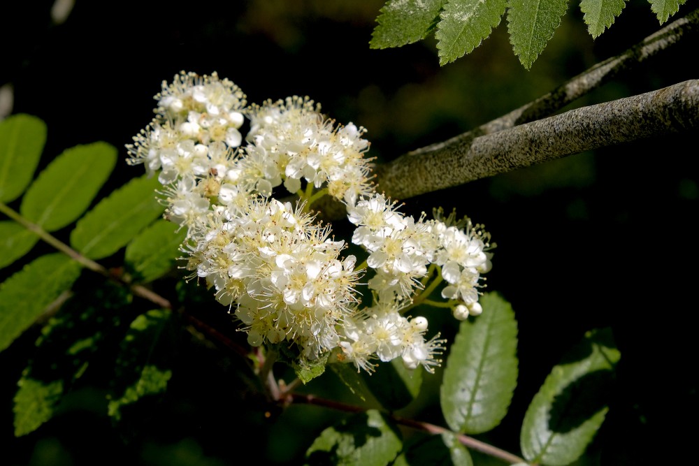 Rowan in full flower