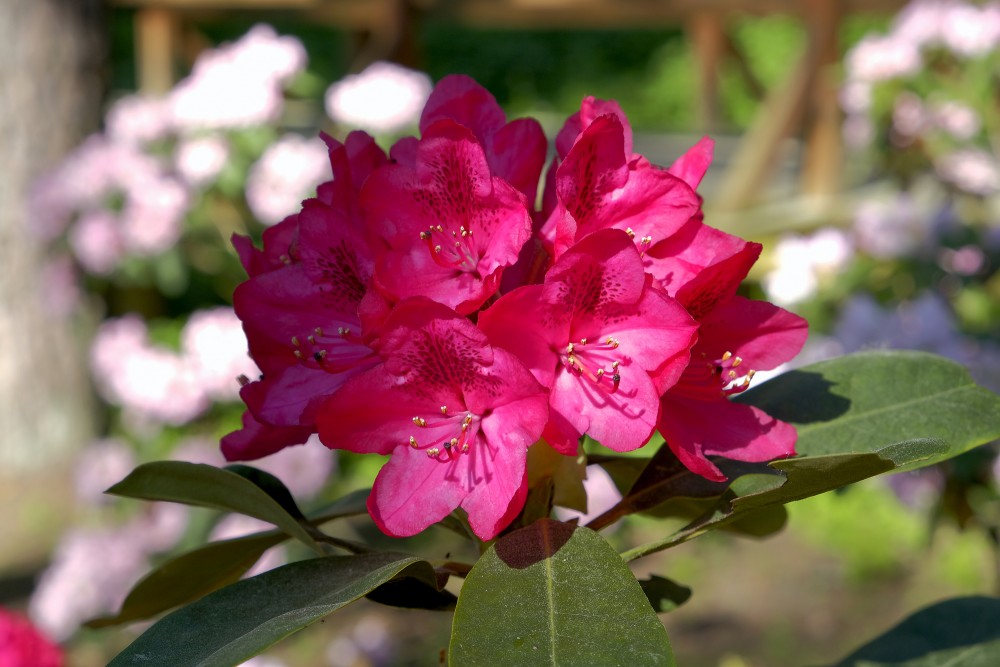 Rododendri Priekuļu Saules parkā