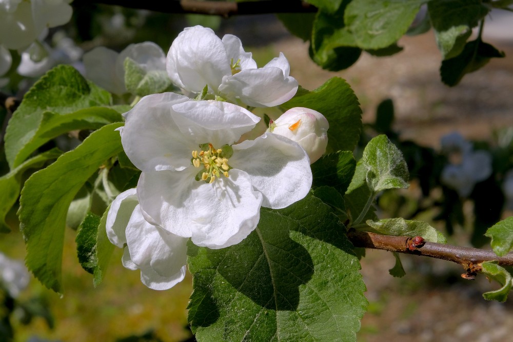 Close-up of an apple blossom