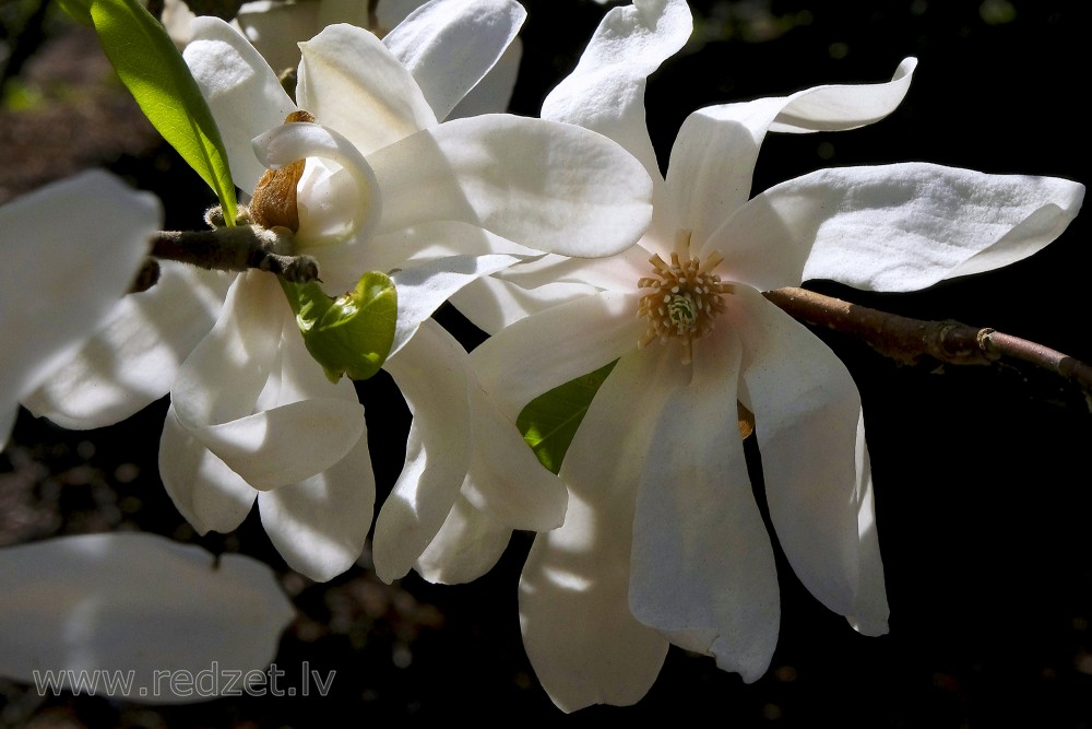 Zvaigžņu magnolijas ziedi