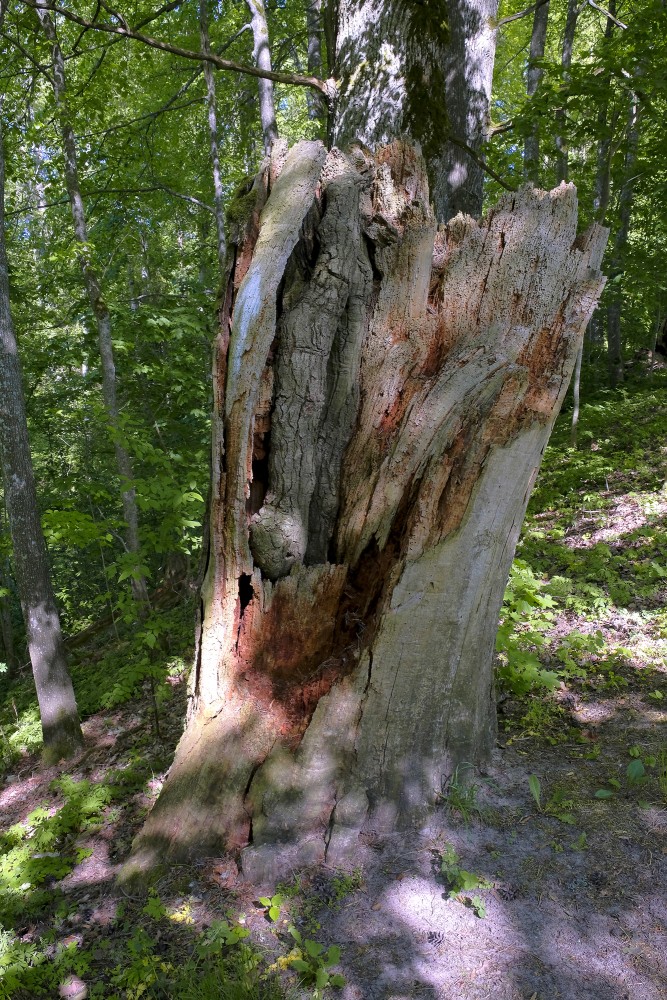 Rotten Tree Stump
