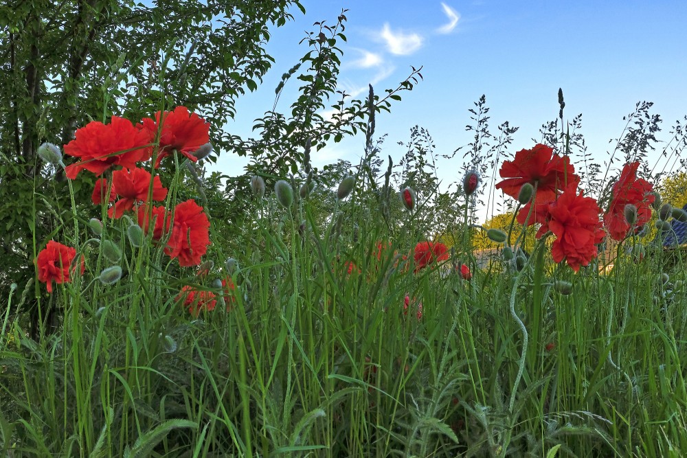 Austrumu magone Austrumu magone