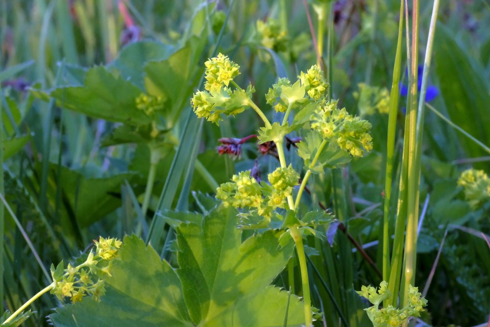 Parastais rasaskrēsliņš