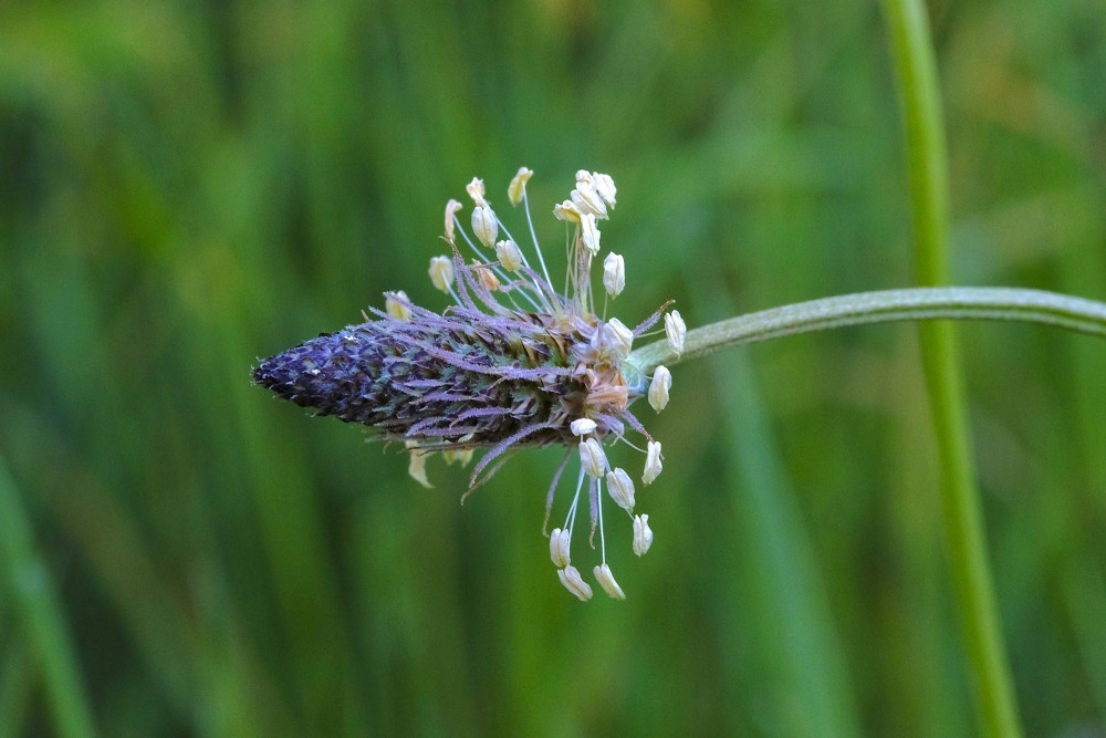 Vidējā ceļteka Vidējā ceļteka