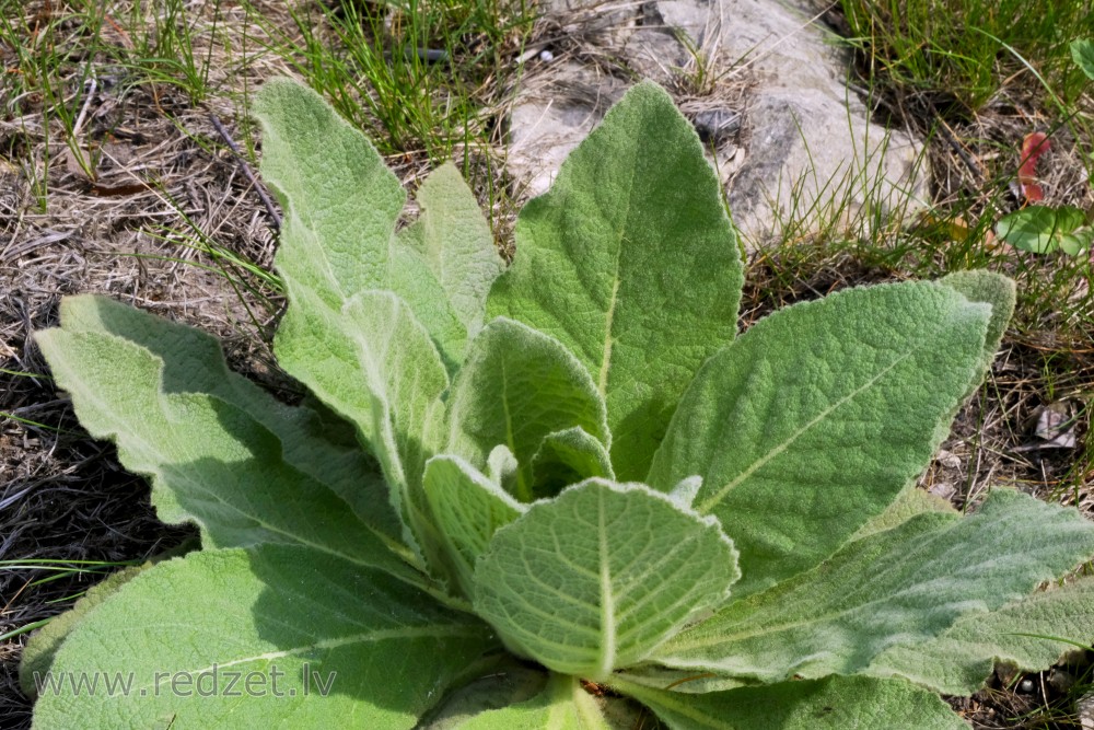 Rosette of Common or Great Mullein Leaves 