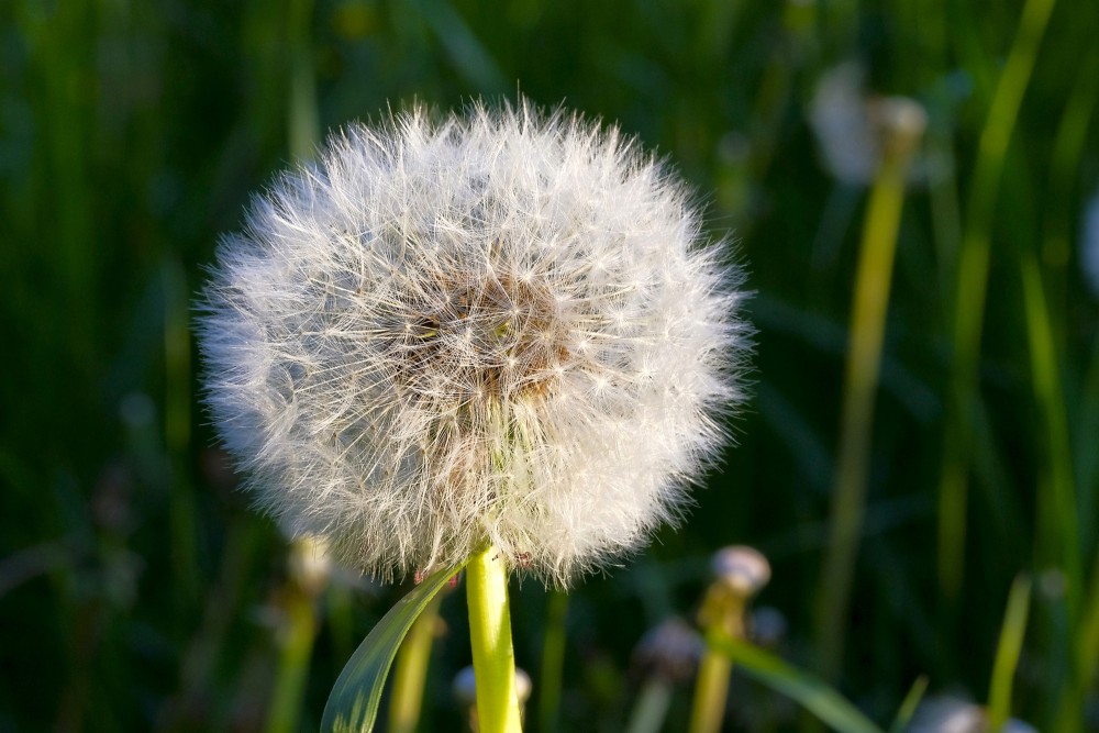 Pienenes sēklu pogaļa