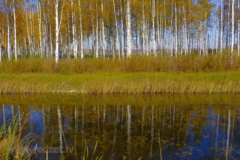 Autumn Birch Trees Reflecting in Water