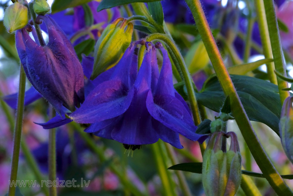 Columbine