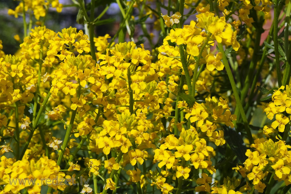 Herb Barbara or Yellow Rocketcress in Full Bloom