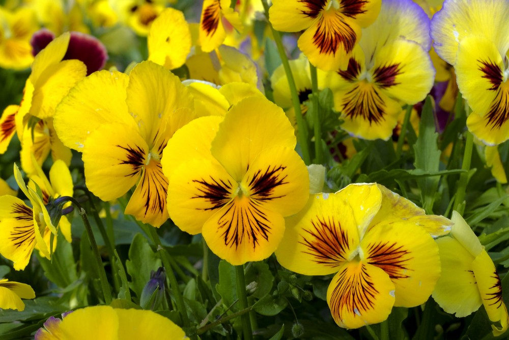 Garden Pansy