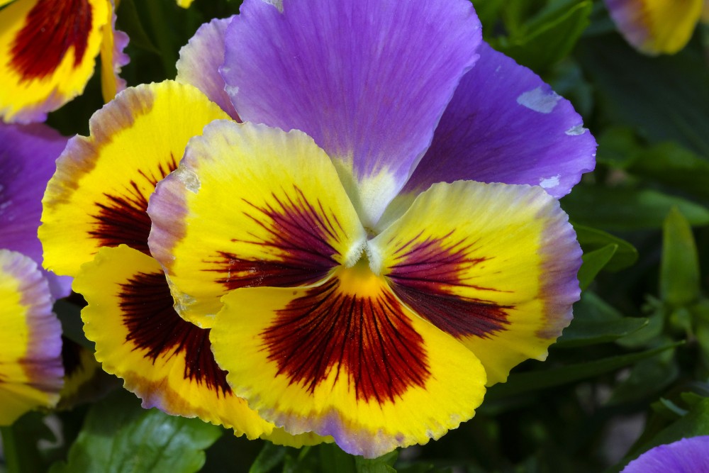 Close up of Garden Pansy