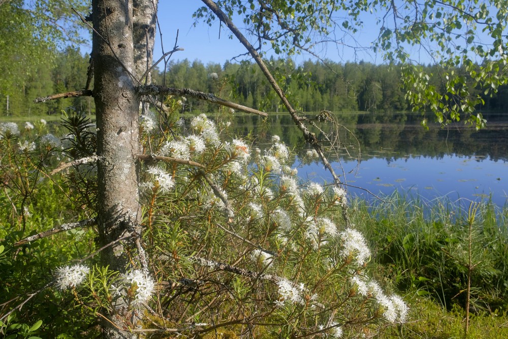 Purva vaivariņš Lejas ezera krastā