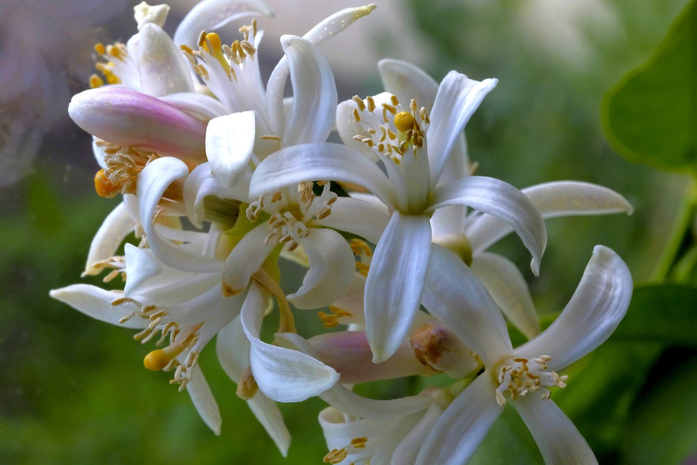 Mājas citronkoka ziedi