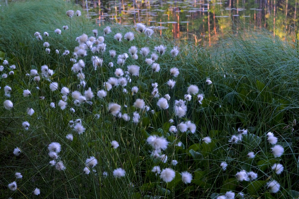 Eriophorum (cottongrass)