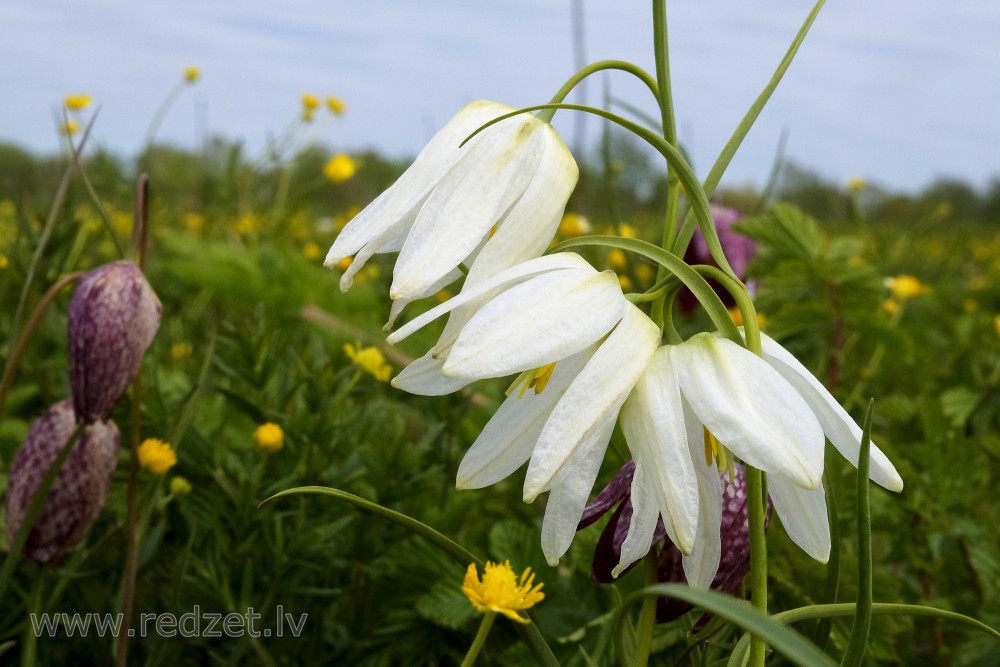 Checkered Lily (Fritillaria meleagris 'Alba') in Lielupe Floodland Meadows